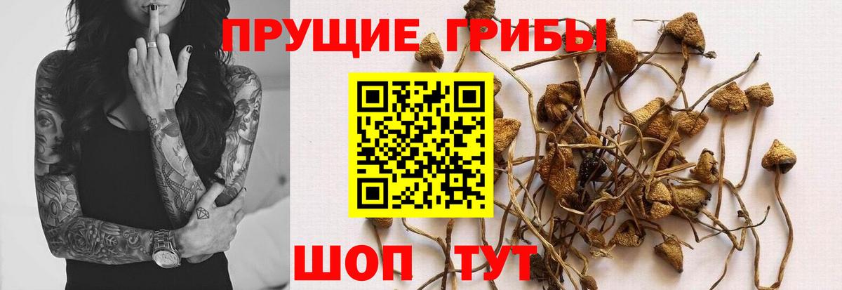 Псилоцибиновые грибы Psilocybine cubensis Сокол